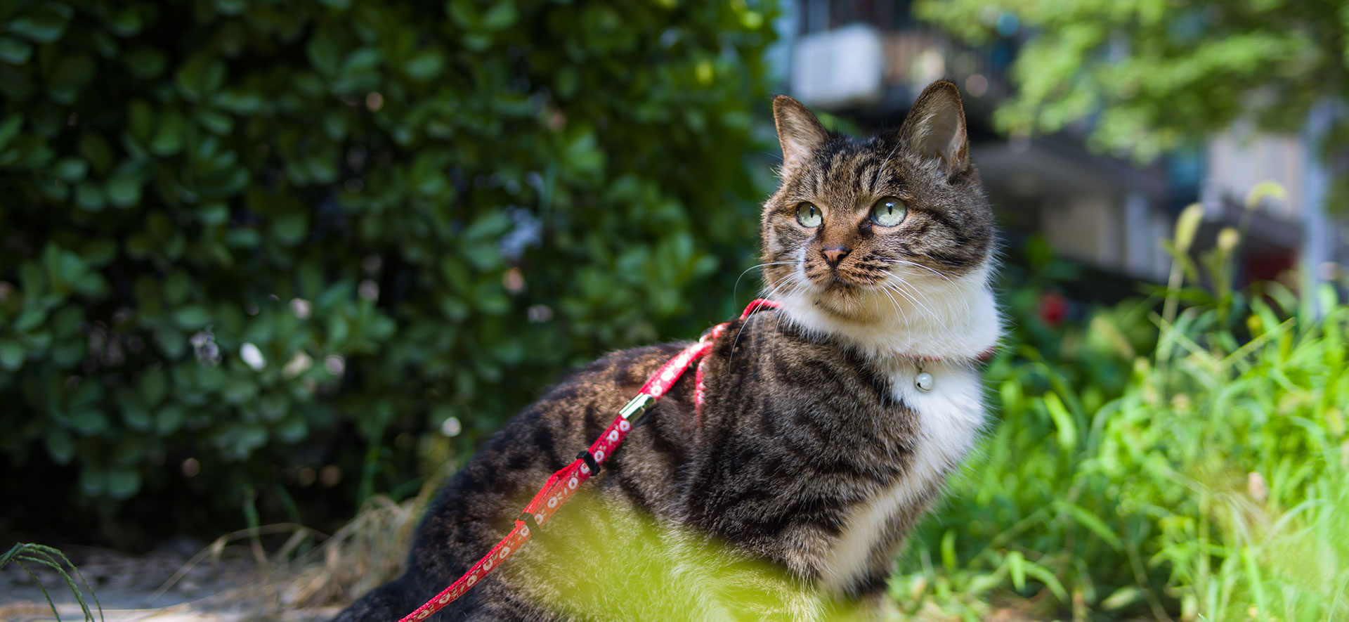  ¿Debo sacar a mi gato con arnés?,